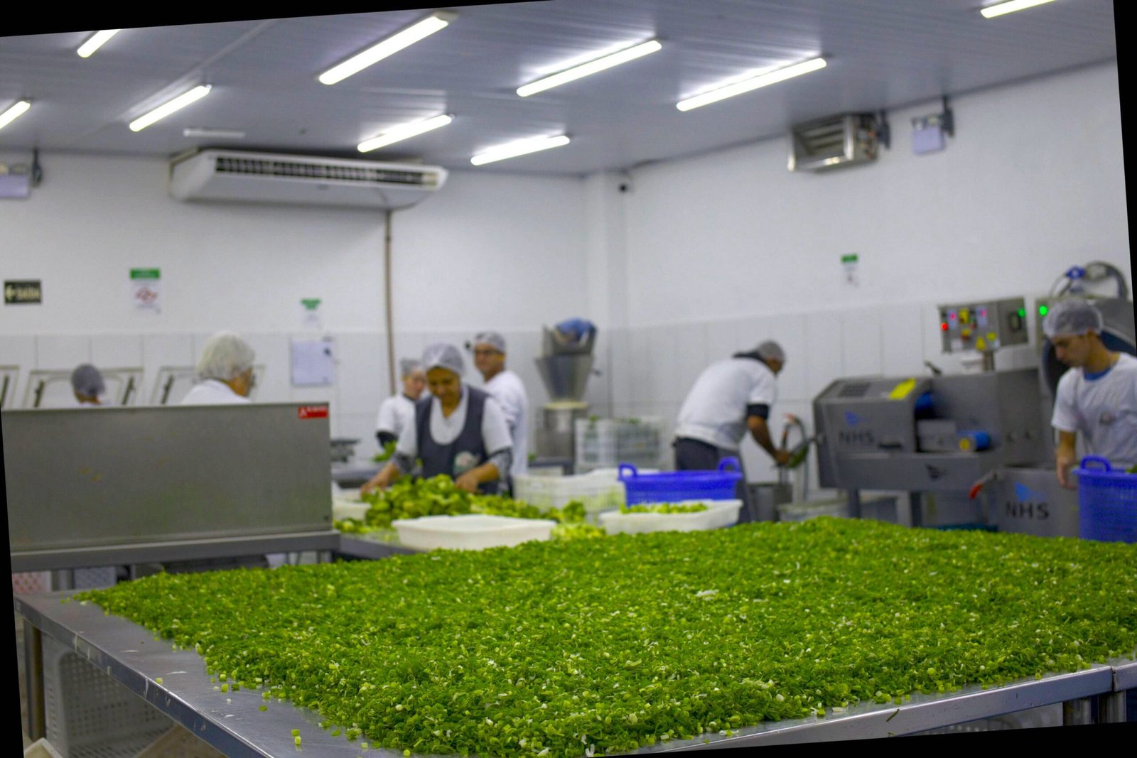 Área de processamento dos vegetais